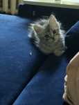 Котики безкоштовно