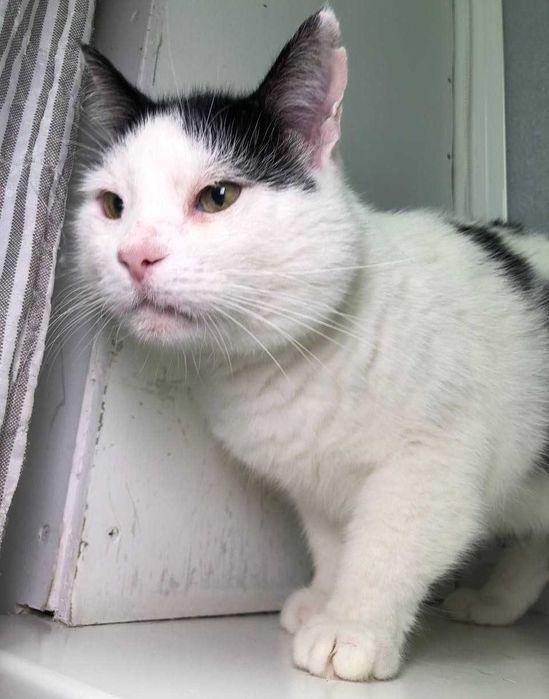 Котик Семен шукає свою родину!