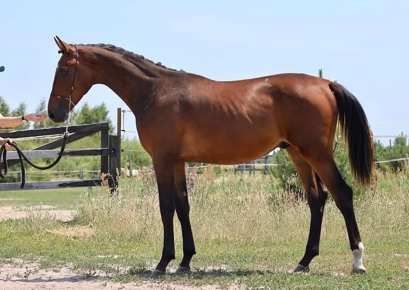 Українська верхова, жеребець в спорт