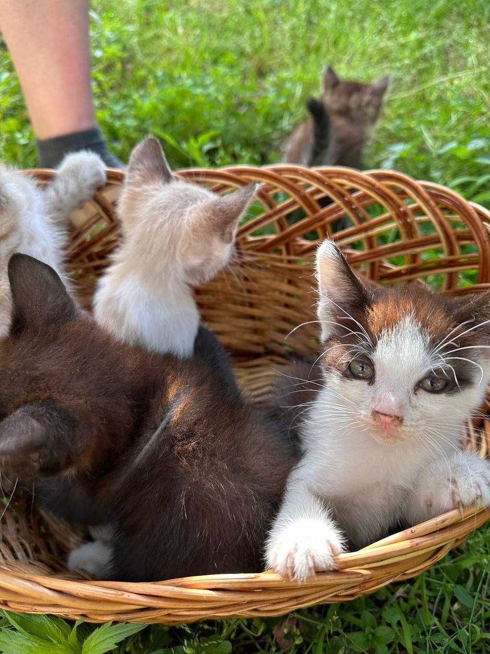 Кошенята дуже милі