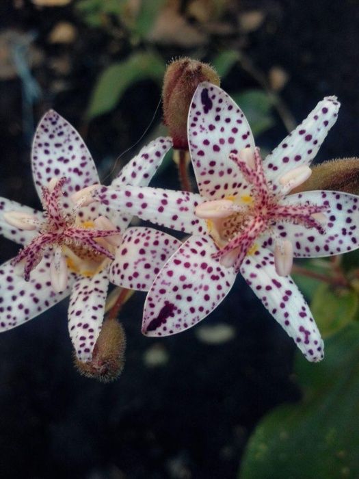 Садовая орхидея-трициртис  пять сортов