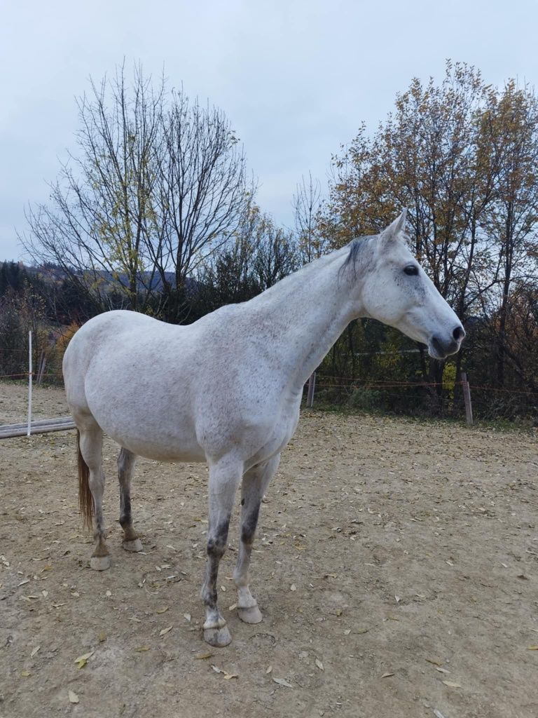 Siwa klacz rasy SP