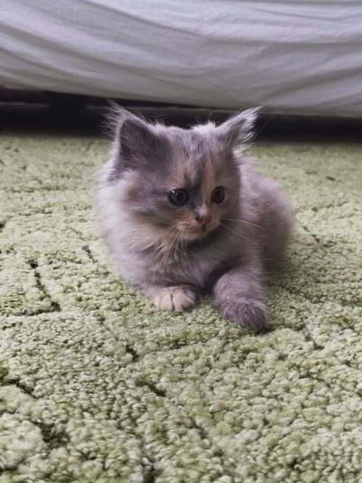 Віддам кошеня в добрі руки!