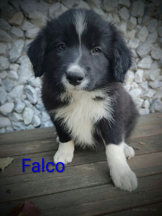 Border collie cudowny piesek przebadani rodzice do odbioru