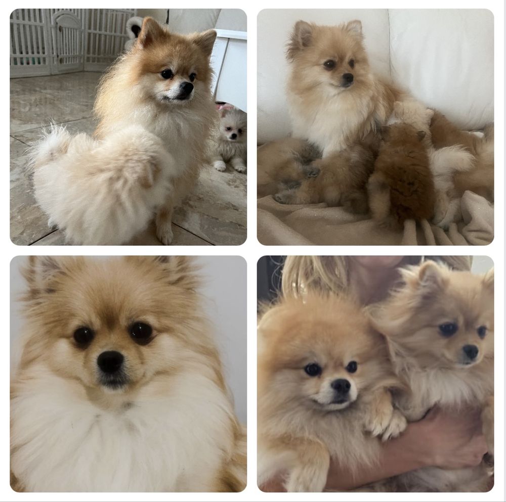 Pomeranian szpic miniaturowy pies xs misiu słodziaczek