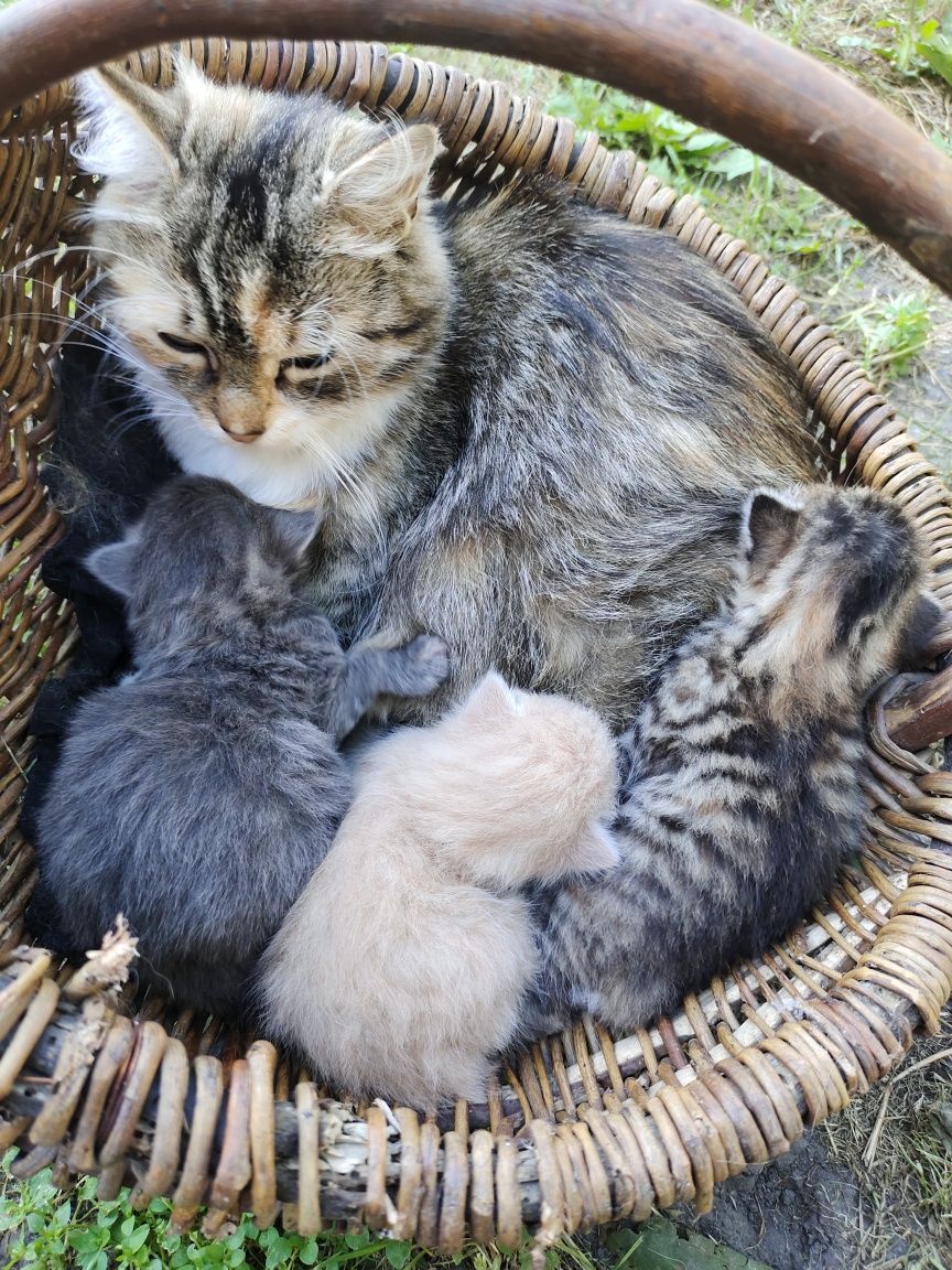 Кошенята в добрі руки