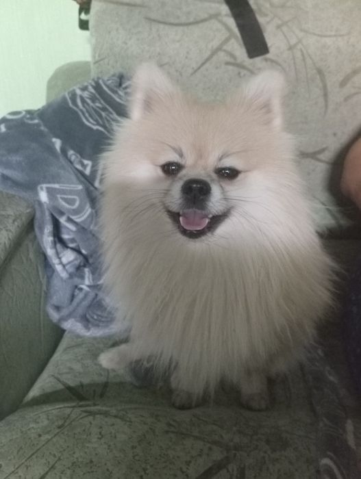 Мальчик померанец ищет подружку для случки