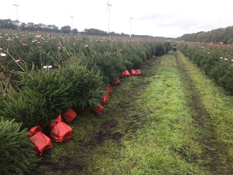 Jodła Kaukaska Donica