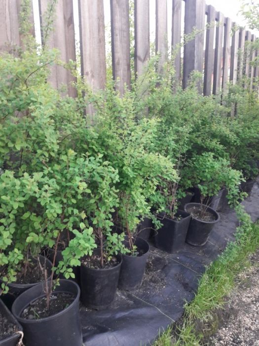 Продам спирею Вангута (невеста) Spiraea
