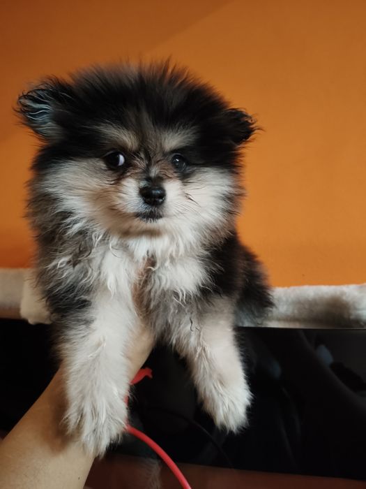 Spitz alemão fêmea Merle