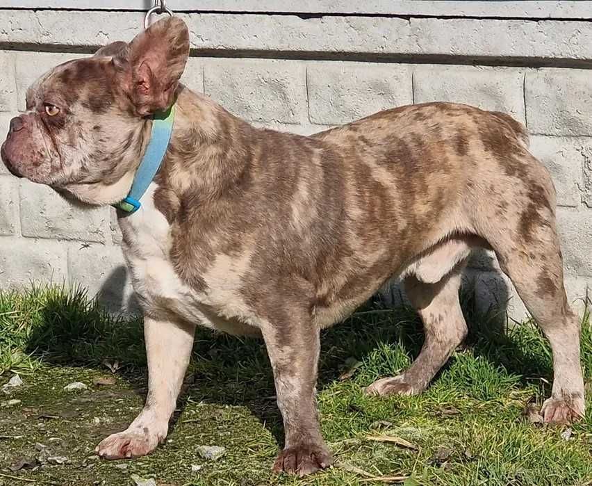Buldog Francuski  dziewczynka merle aktualne