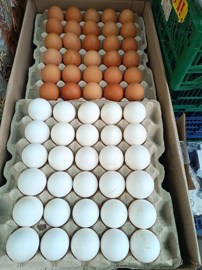 Куриные яйца оптом