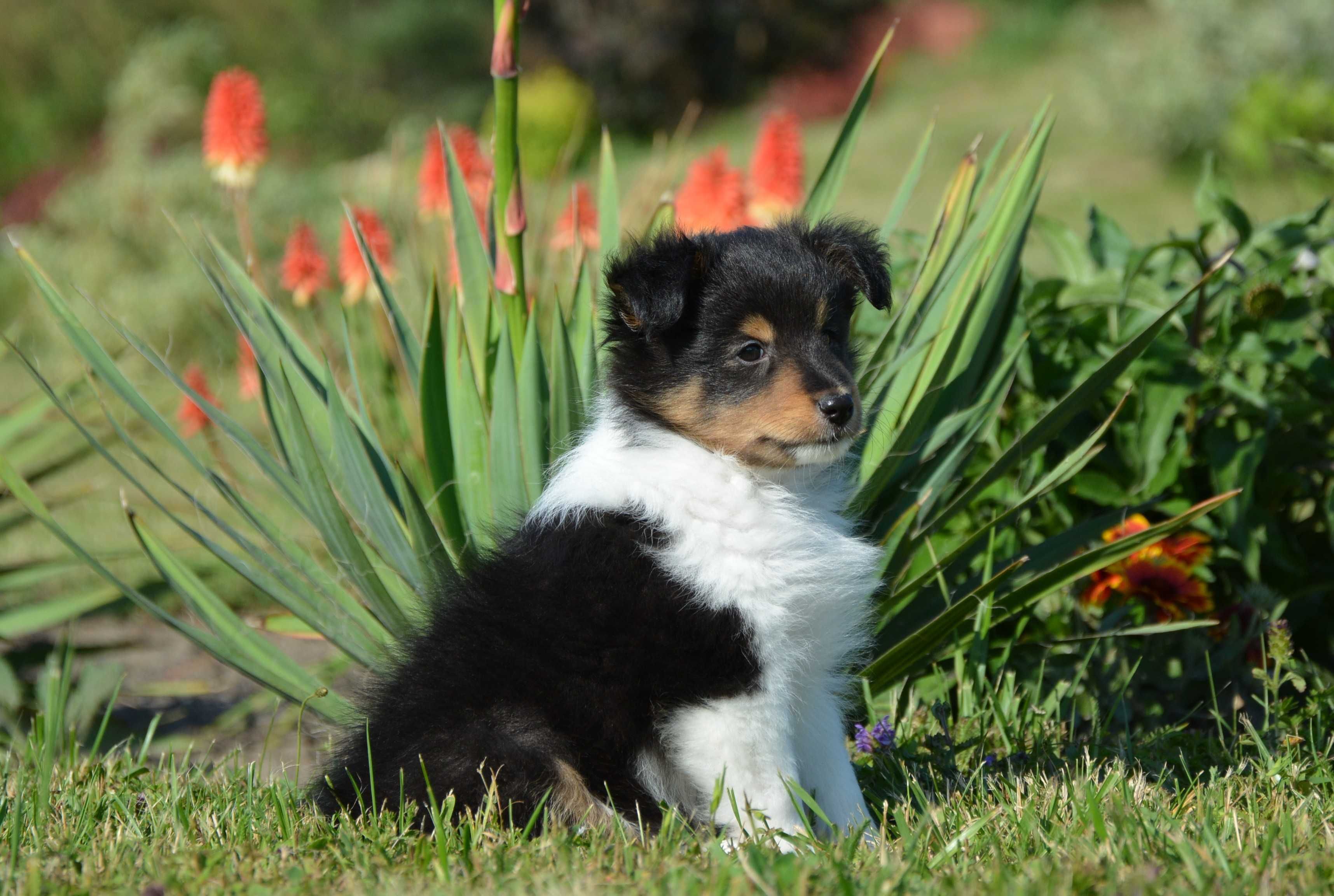 Owczarek Szetlandzki Sheltie piesek trikolor ZKwP/FCI