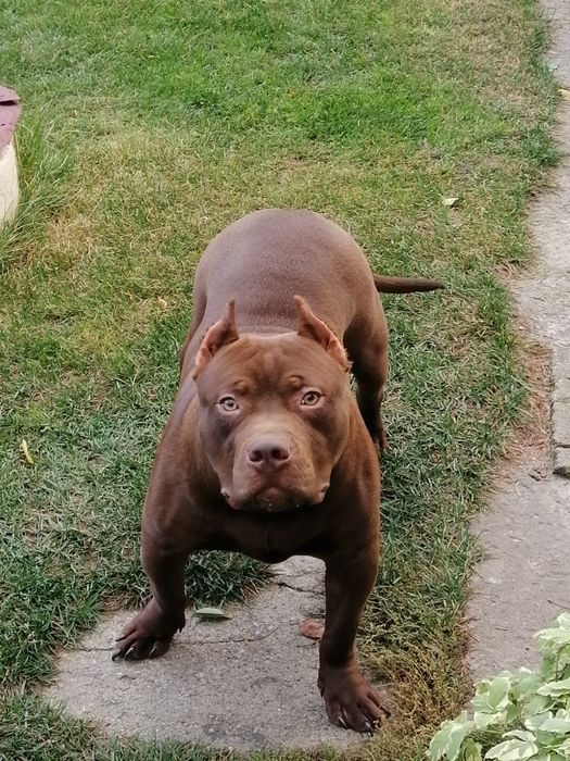 Pit bull Red nose