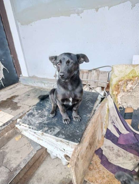 Цуценятки шукають свій дім і любляче серце