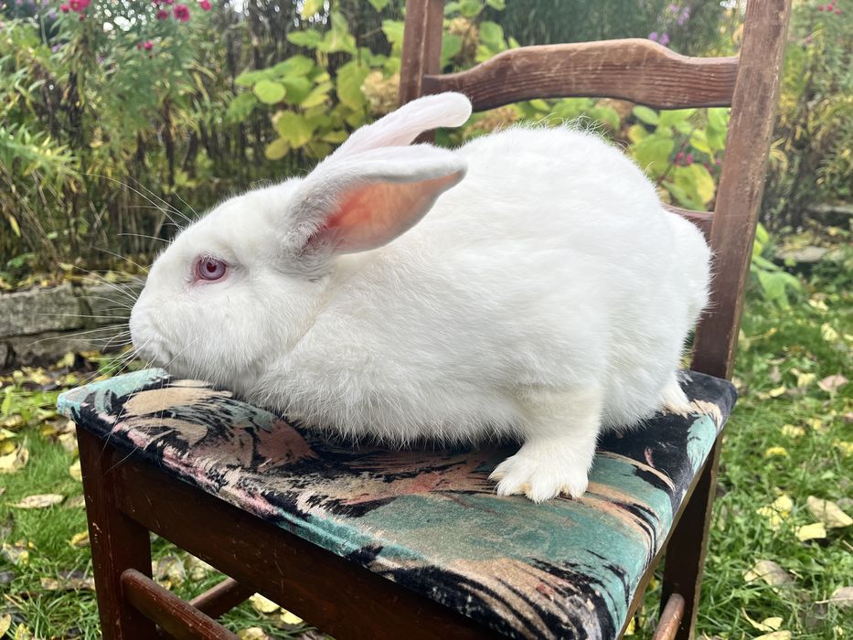 Królik tuszka / tusza ekologiczne