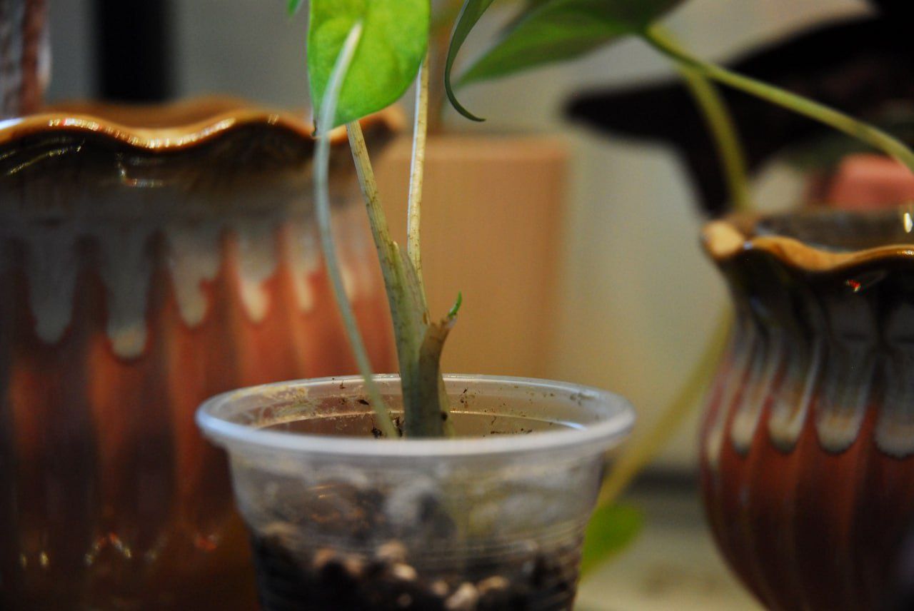 Alocasia Macrorrhiza Splash