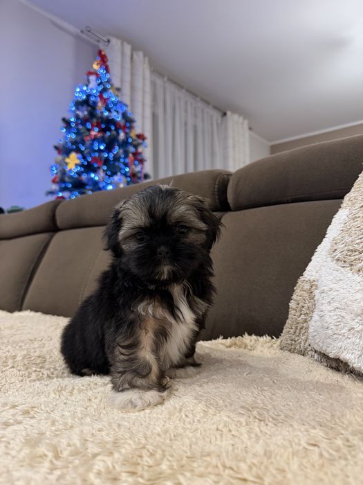 Śliczna Suczka Shih Tzu Gotowa Do Odbioru