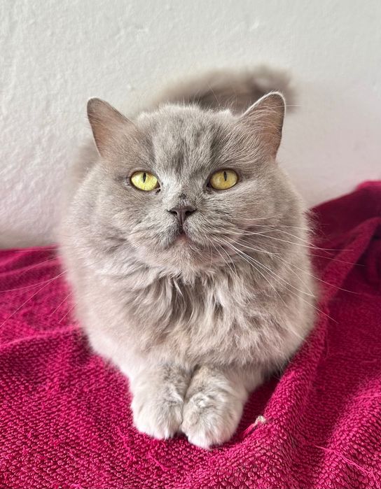 Scottish straight menina