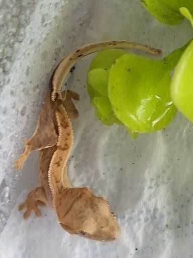 Gekon Orzęsiony Młode