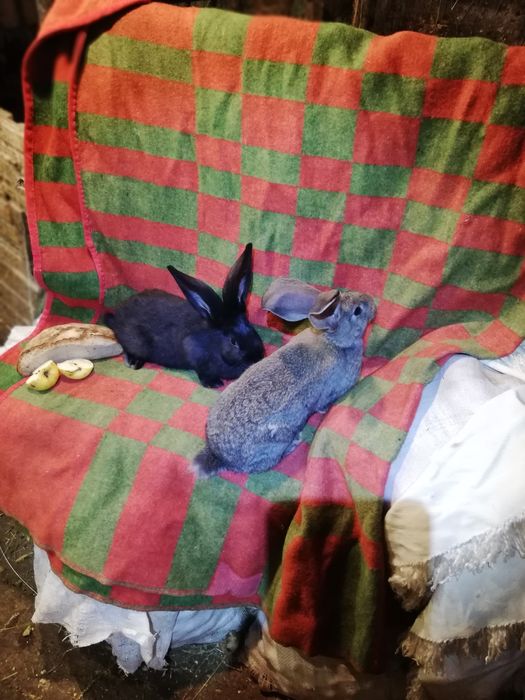 Продам кролі різного віку.