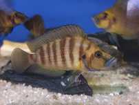 Rybki dorosłe Altolamprologus Calvus yellow F1 ,,Tanganika Koło''