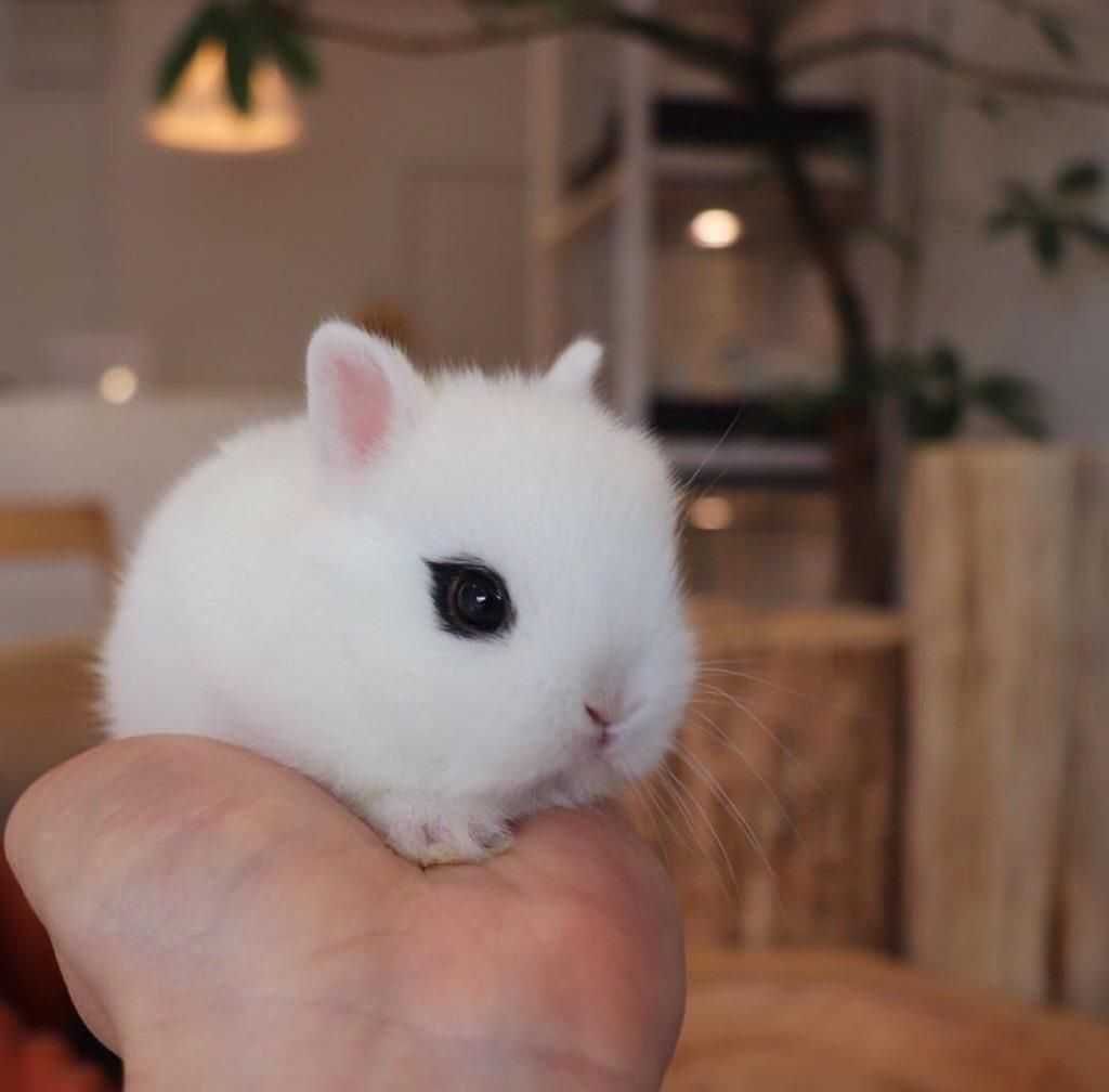 Coelhos anões minitoy e holandês mini muito dóceis, KIT completo