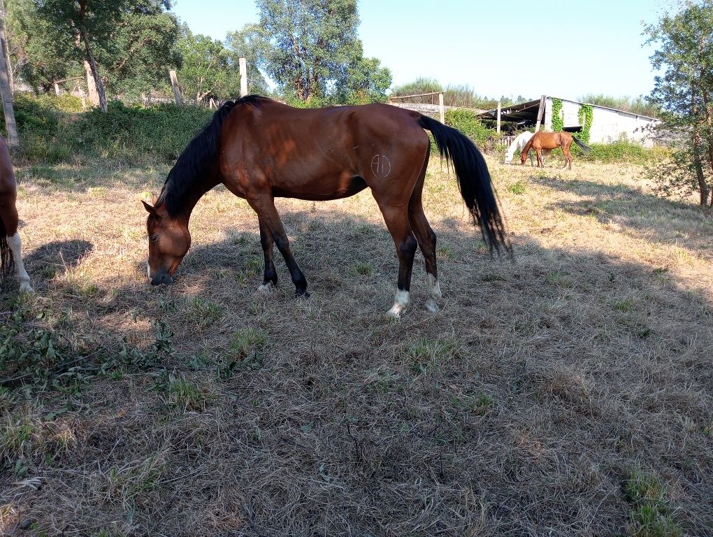 Passeios de cavalo /Aluguer de cavalos