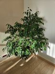 Duże kwiaty - Figowiec Benjamina, dracena, nolina odgięta, wilczomlecz