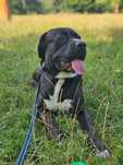 Pies w typie Cane Corso szuka kochającego domu na CITO.