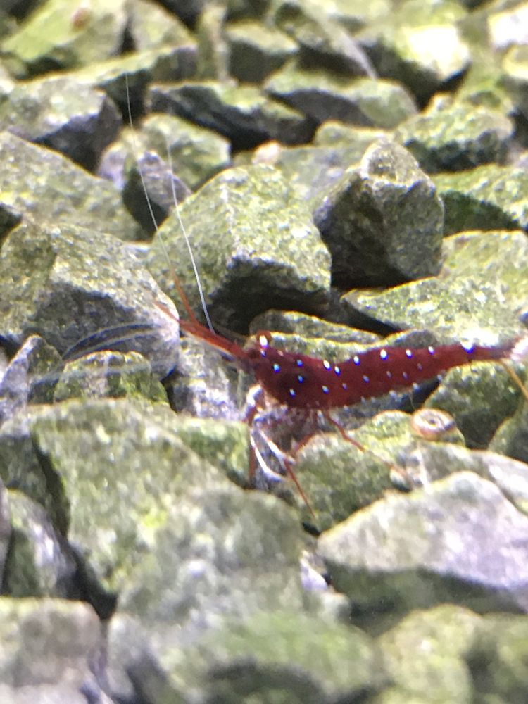 Krewetki kardynałki z Sulawesi (caridina dennerli)