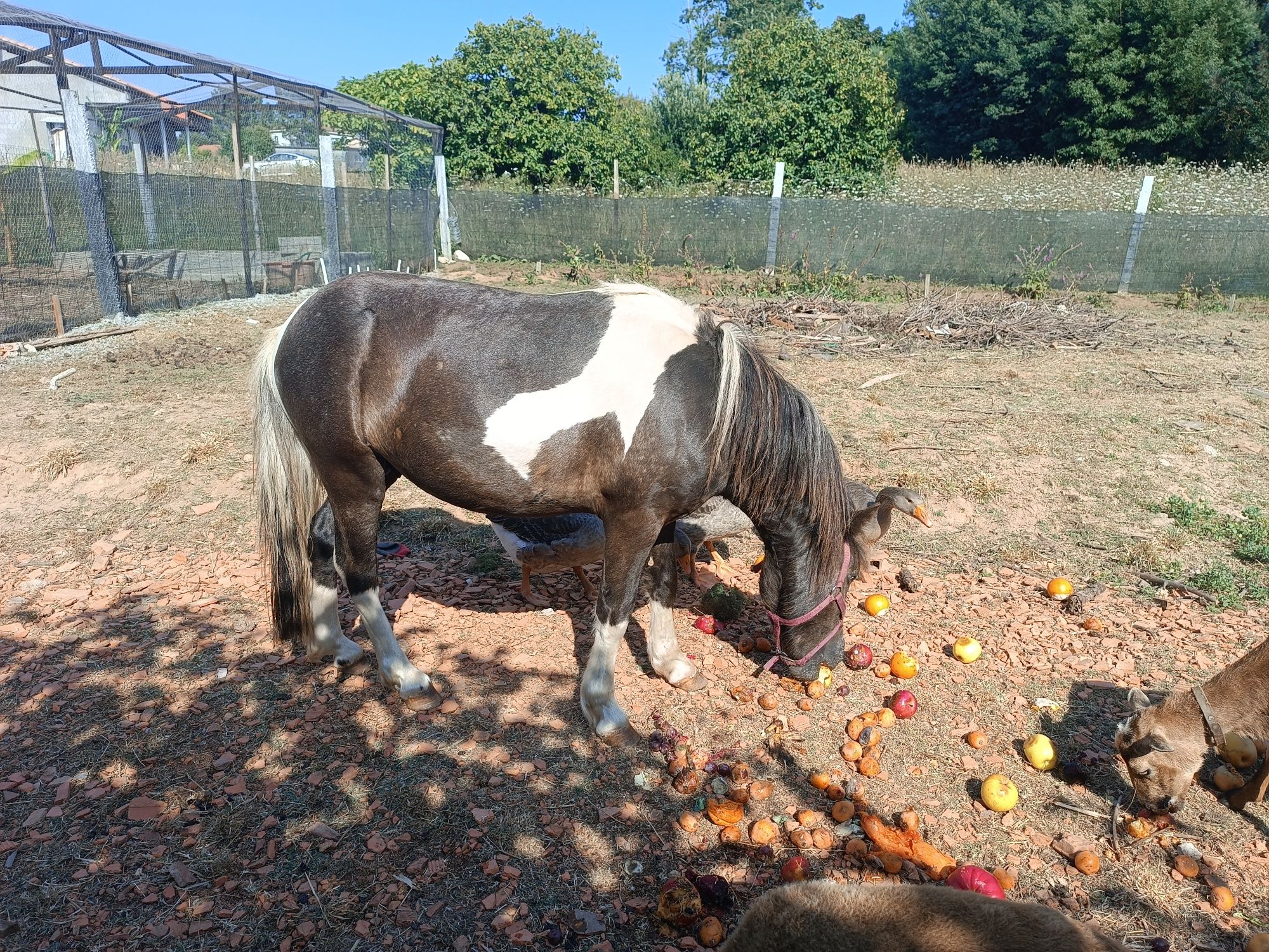 Cavalo Jovem macho