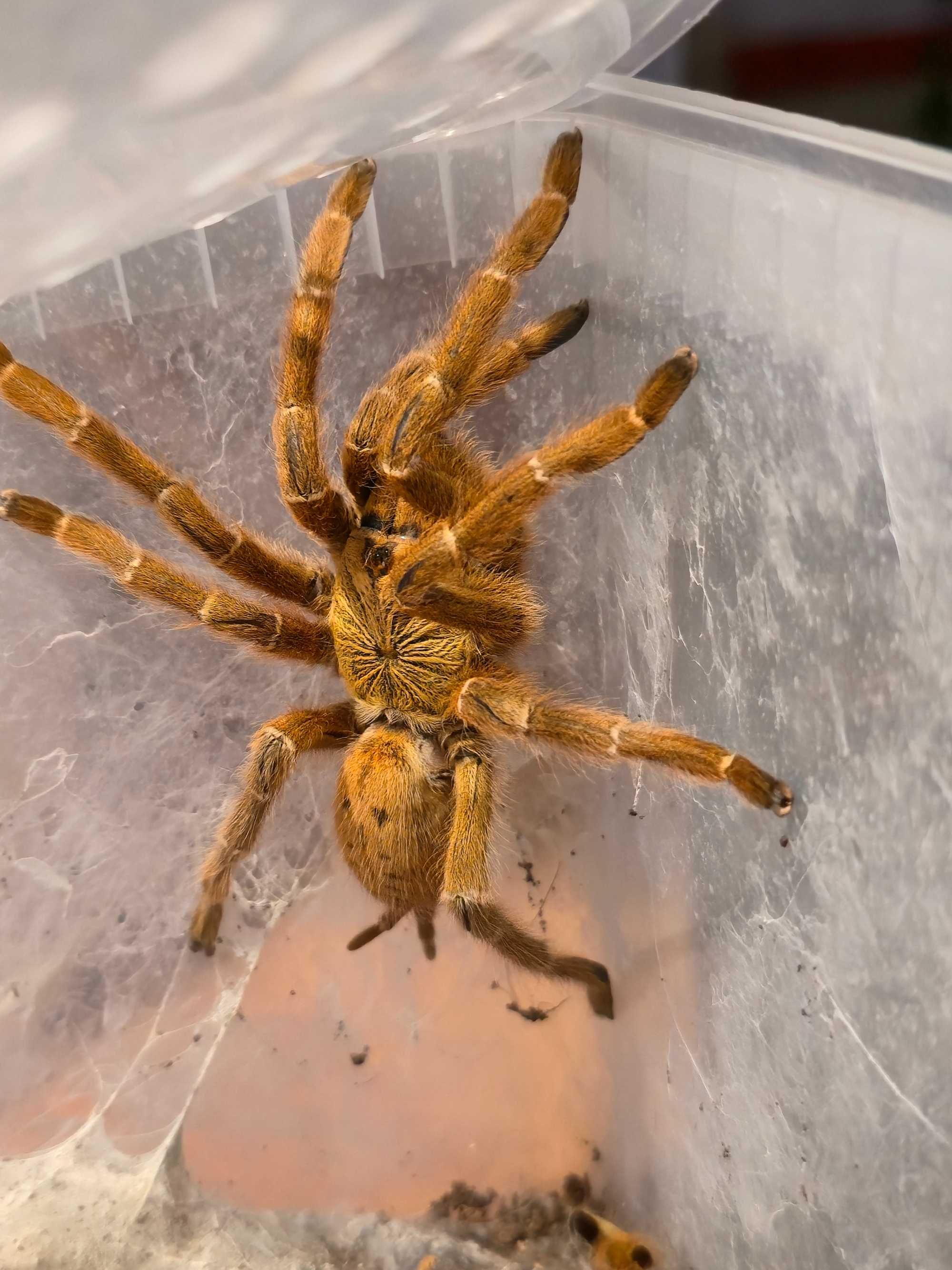 Pterinochilus murinus usambara l2