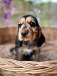 Piękny sobolowy piesek Cocker Spaniel Angielski z rodowodem