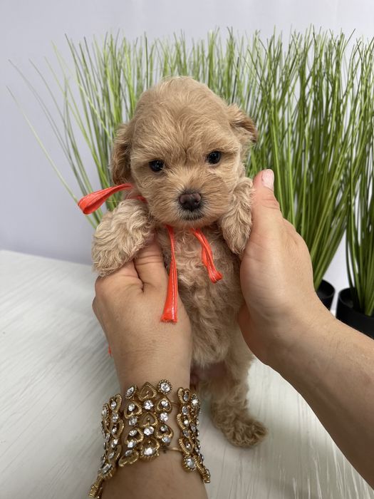 VIP Мальтипу F1  Дівчатка та хлопчик — краса з характером