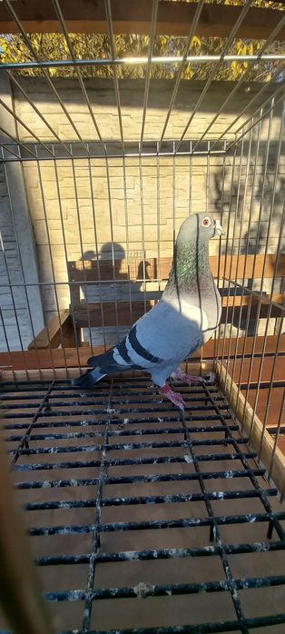 Gołebie pocztowe Deklak