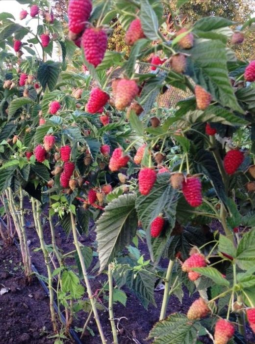 Малиновое дерево саженцы