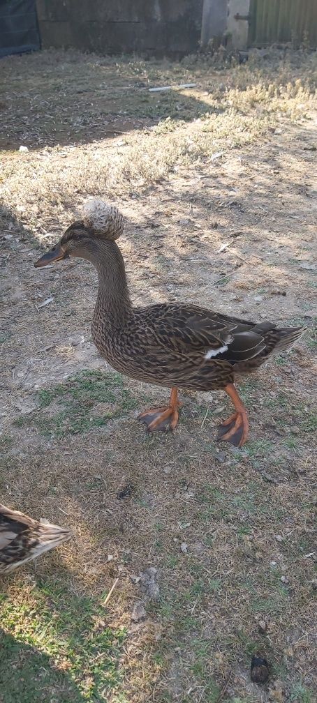 Casal de Patos Pompom