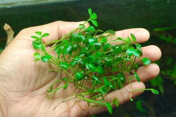 Марсилия четырехлистная. Акваріумні рослини