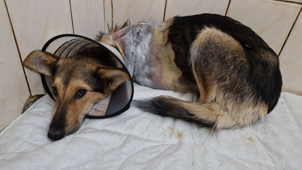 Песик без лапки потребує дому