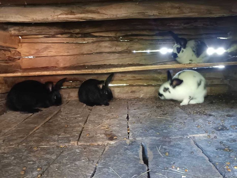 Продаються кролі