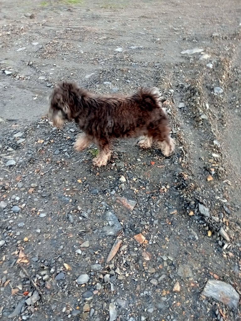 schnauzer miniatura c lop e afixo