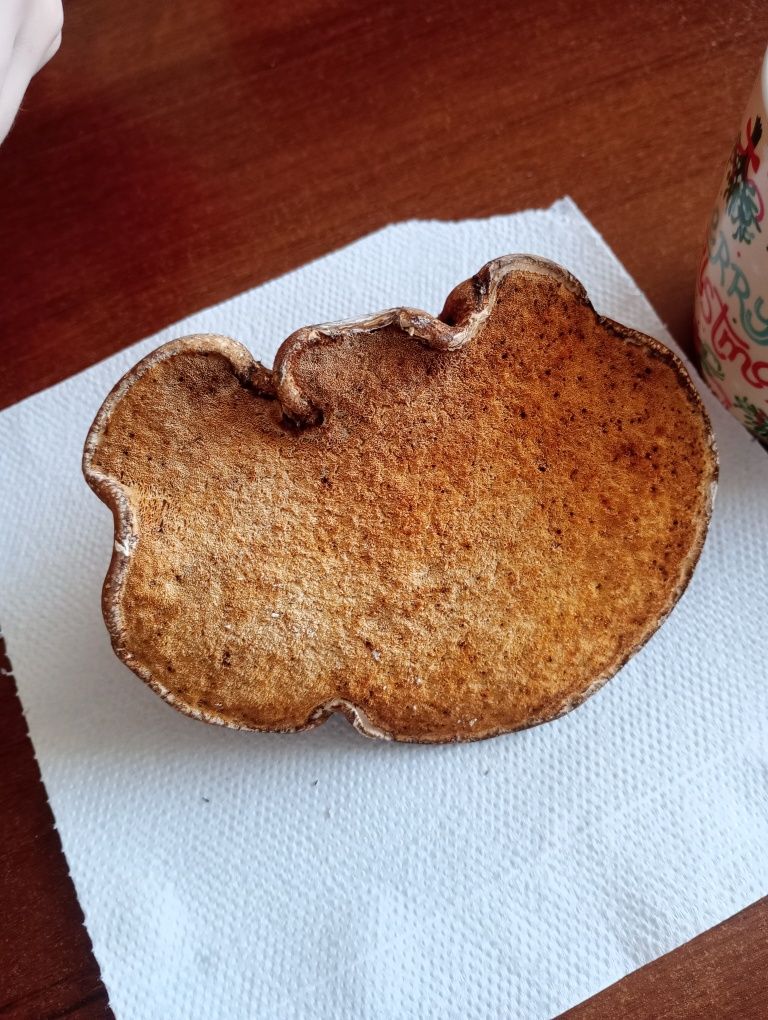 Bialoporek brzozowy