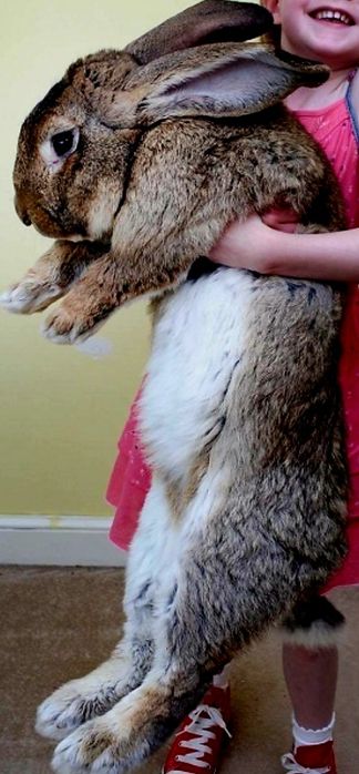 Продам кролят породы Великан