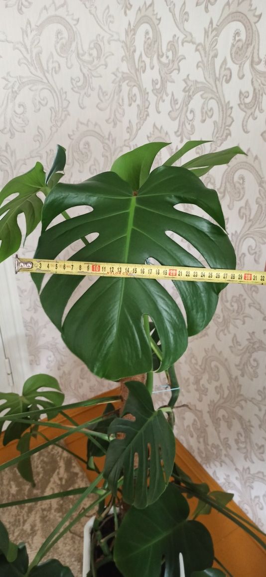 Вазон Монстера. Висота 1,35