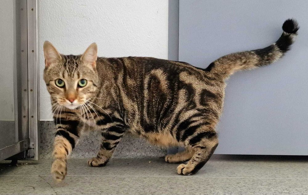 Znaleziono pręgowanego kocura
