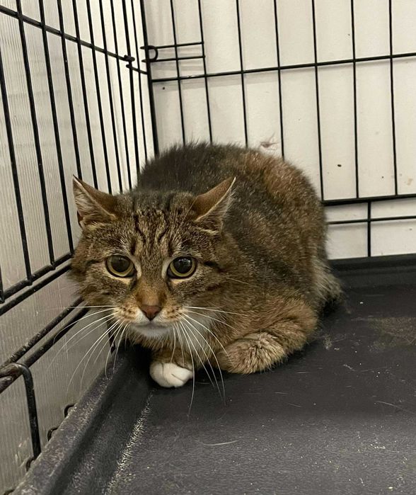 Andżela-Kotka szuka domu