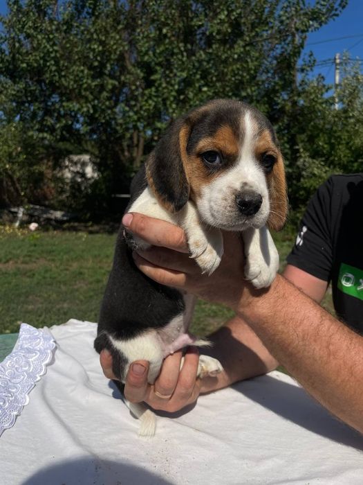 Біглі шукають нову родину