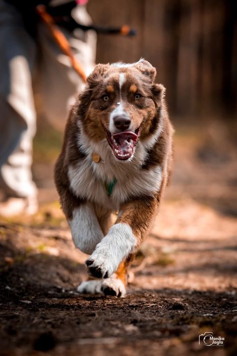 Owczarek australijski