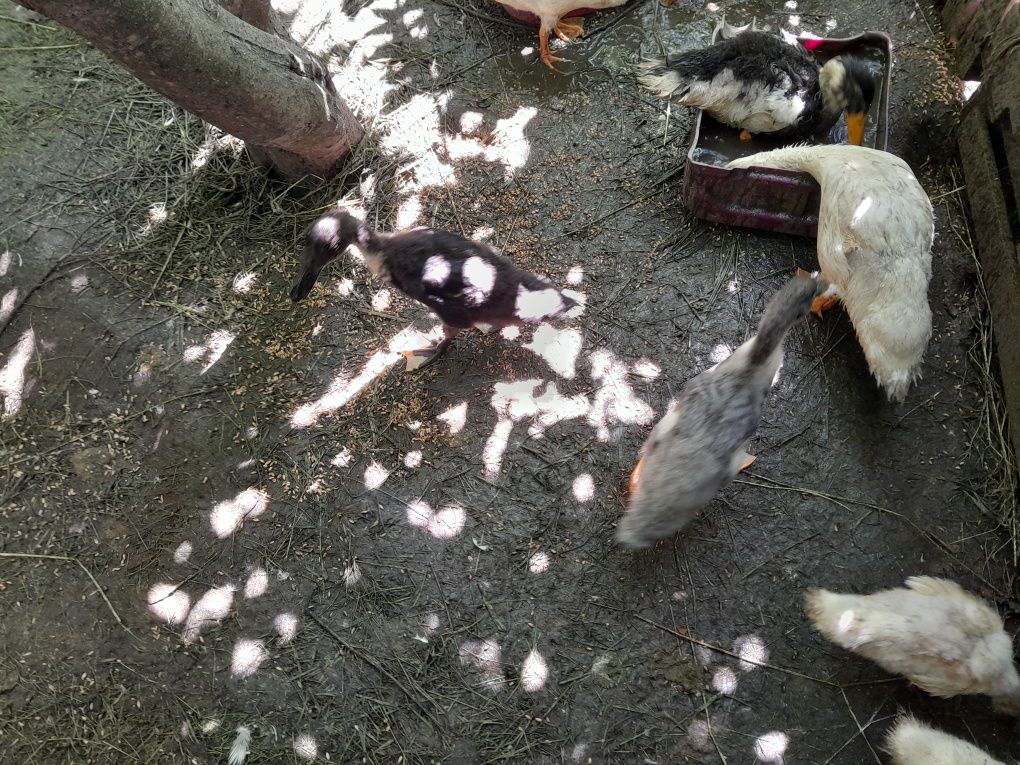 Sprzedam kaczki pekiny I staropolskie
